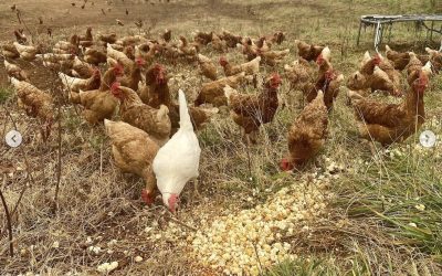 Believe and Achieve: Turning Can’t into Can at Longbottom Farm